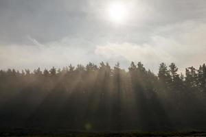 trees at sunset or sunrise photo