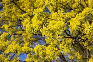 deciduous trees in the summer photo