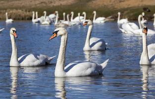 swans in spring photo