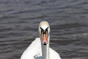 white swans in the spring season photo