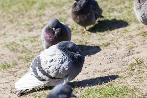 hungry pigeons living in the city photo