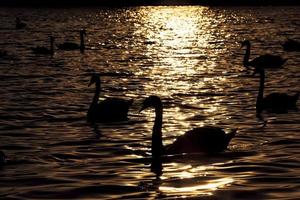 spring time on with a flock of swans photo