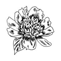 Hand-drawn ink vector drawing. Black outline garden peony flower isolated on a white background.