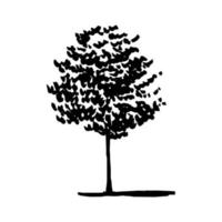 Hand drawn birch sketch. Vector birch tree ink sketch isolated