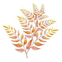 dry dead leaves on a branch illustrations watercolor vector