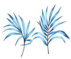 watercolor drawing. set of transparent tropical palm leaves in blue color. abstract transparent leaves, rainforest. vector