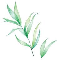 watercolor drawing. set of transparent tropical leaves. green transparent leaves isolated on white background. clipart vector