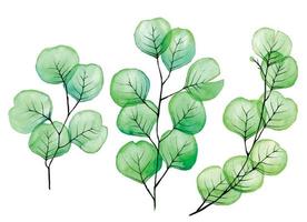juego de acuarela, colección de hojas de eucalipto transparentes. dibujo delicado en colores pastel hojas transparentes y ramas de eucalipto, rayos x aislado en un fondo blanco, clipart vector