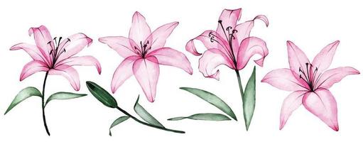 watercolor drawing. set of transparent lily flowers in pink color. x-ray, flowers and lily buds. vector