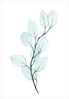 watercolor drawing, twig with eucalyptus leaves transparent, x-ray. gentle drawing in pastel colors of eucalyptus leaves isolated on a white background. design element for wedding, postcard, poster. vector