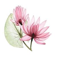 watercolor illustration of lotus flowers, water lily. drawing transparent flowers and lotus leaves. isolated on white background. vintage element for design of cosmetics, perfumery. vector