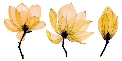 juego de acuarela con flores de magnolia transparente. flores de colores otoñales, amarillo, naranja, dorado. delicado, clipart vintage para tela, papel tapiz, boda vector