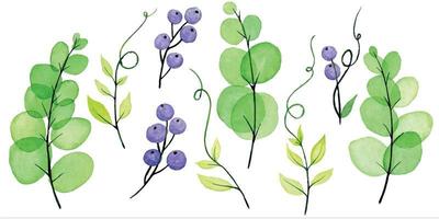 watercolor drawing by hands. set of leaves and branches Vicia cracca, green transparent leaves and purple berries. cute drawing on the theme of summer, bright colors. clipart isolated on white vector