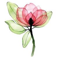 watercolor drawing. transparent rosehip flower. isolated on white background transparent wild rose flower, x-ray. vector