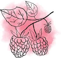 Outline raspberry on watercolor vector