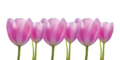 Realistic tulips flower set vector