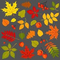 Set of autumn leaves, physalis and bunches of rowan isolated on gray background. Vector