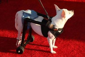 LOS ANGELES, NOV 22 -  handicapped dog on wheels at the FOX s Cause for Paws -  All-Star Dog Spectacular at the Barker Hanger on November 22, 2014 in Santa Monica, CA photo