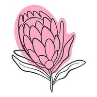 Vector line black illustration graphics flower protea with colors stains