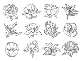 Vector one line black illustration graphics flowers set on white isolated background