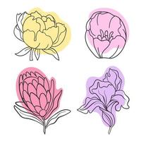 línea vectorial ilustración gráfica negra flores peonía, protea, tulipán, iris con manchas de colores vector