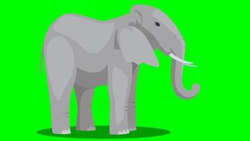 cartoon dier groen scherm - olifant - shout loop