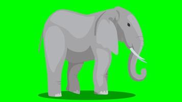 Cartoon Animal Green Screen - Elephant - Walking loop video