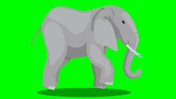 tela verde animal dos desenhos animados - elefante - loop de corrida video