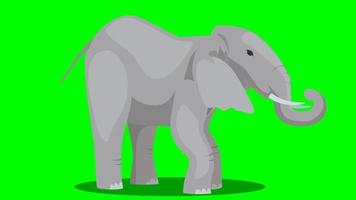 écran vert d'animal de dessin animé - éléphant - boucle debout de cri video