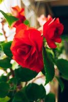 Red rose close up. Home flower impatiens balsamina. Growing plant in pots. photo