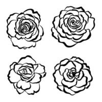 Set of illustrations of rose buds. Floral illustration, botany. Illustrations for logos, prints, postcards, designs, wallpapers, printing on fabric and paper. vector