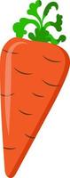 ilustración vegetal de zanahoria vector