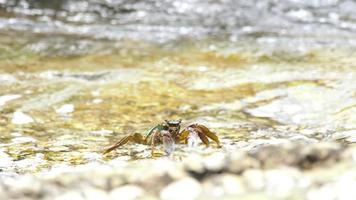 granchi sulla roccia in spiaggia, onde che si infrangono, primi piani video