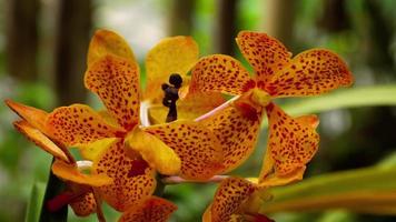 Wunderschöner Stängel aus lebendigen, tigerfarbenen Orchideenblüten video