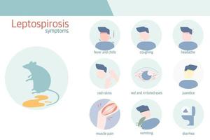 Infographic of leptospirosis symptoms vector