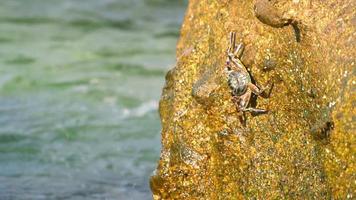 crabes sur le rocher et poissons rockskipper ondulés, vagues roulantes, gros plan, ralenti video