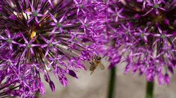 una abeja polinizando flores de cebolla, recogiendo néctar, cámara lenta video