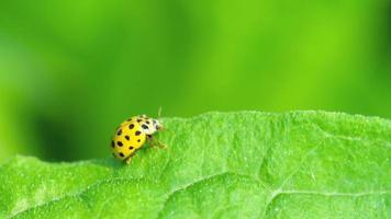 Yellow Ladybug on the strawberry leaf