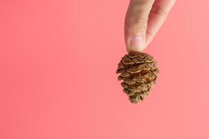 Pinecone on a light pink background with a copy space. photo