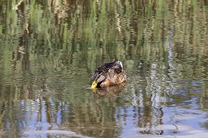 hermosos patos salvajes en la naturaleza foto