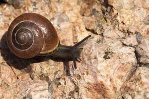 grape snail crawling on its territory photo