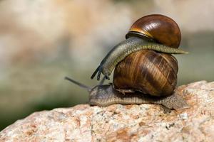 grape snail crawling on its territory photo
