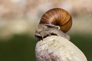 grape snail crawling on its territory photo
