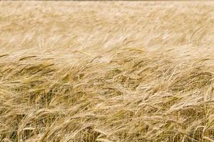 high yield of grain barley