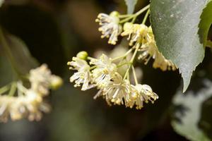 spring blooming linden photo