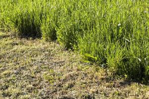 green grass in summer photo