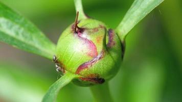 Pink peony bud with ant, slow motion. video