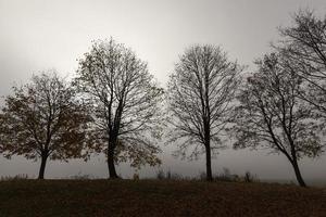 Row of trees photo