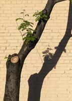 shadow on wall photo