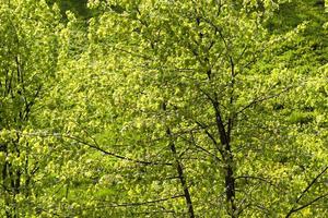 green foliage of linden photo